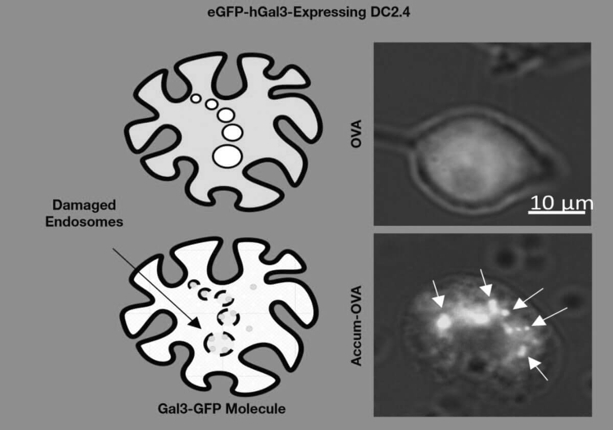 pipeline development